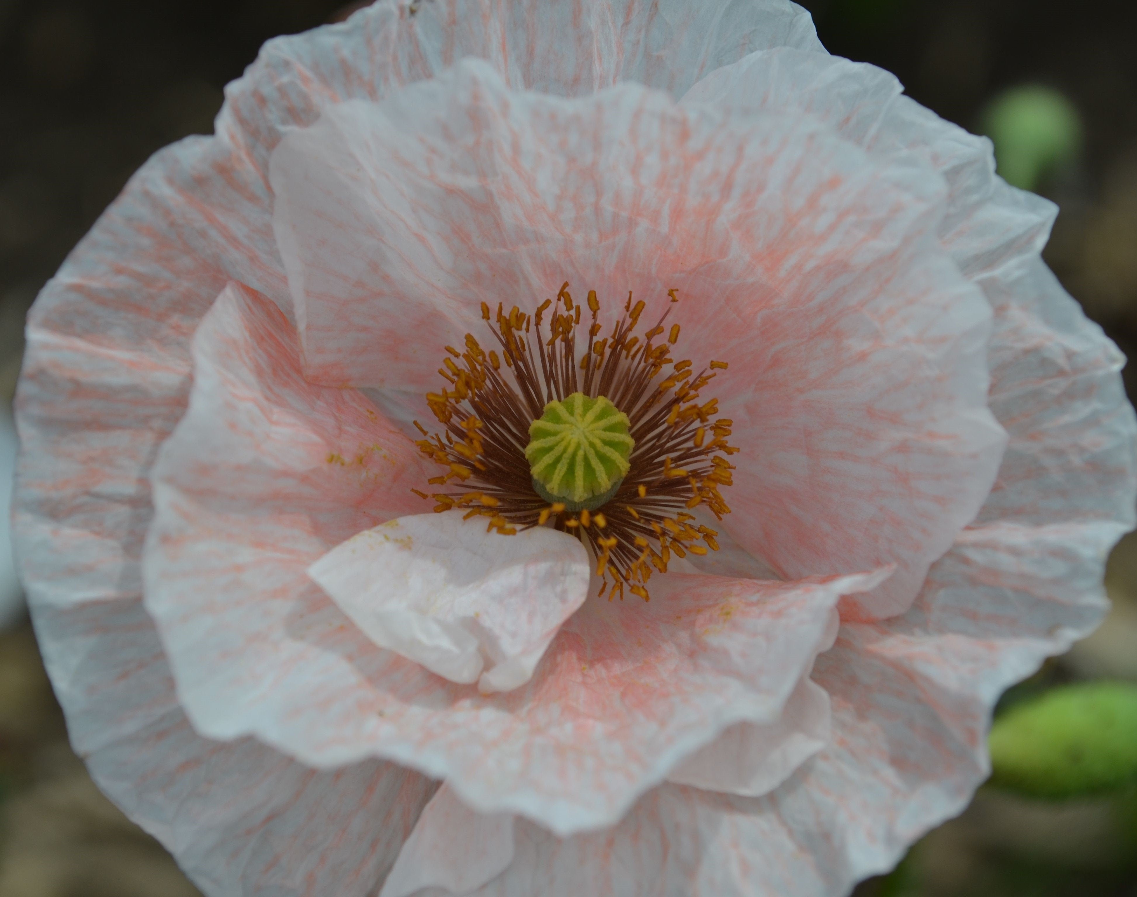 Organic Flower Seeds