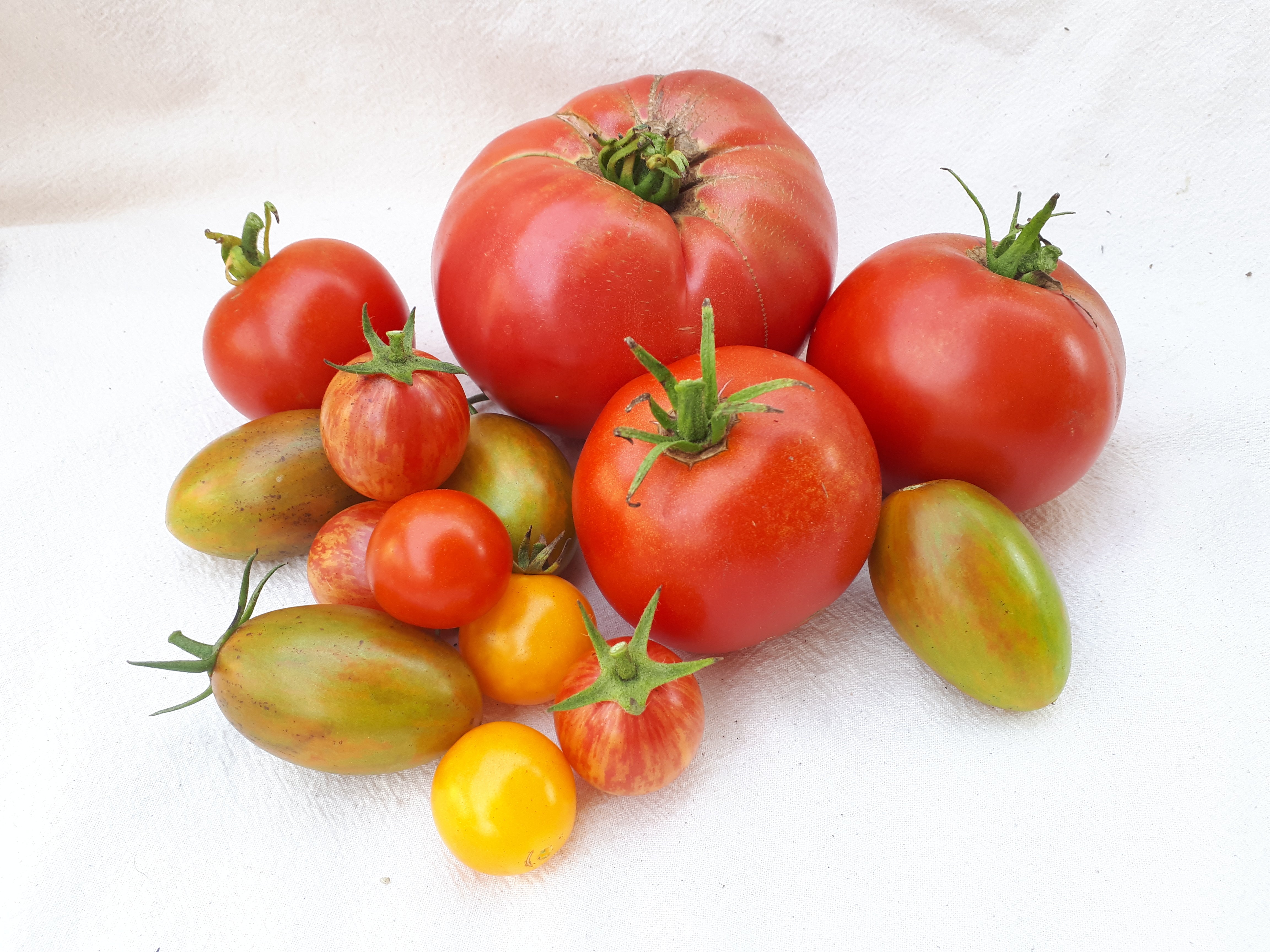 Tomatoes