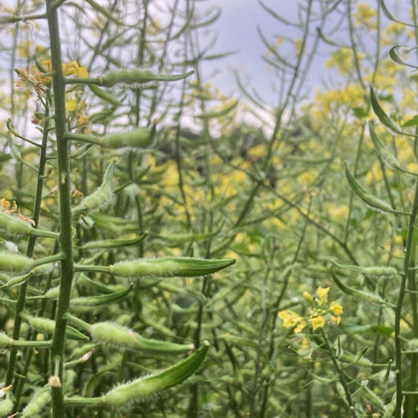 white mustard seed plant White Mustard