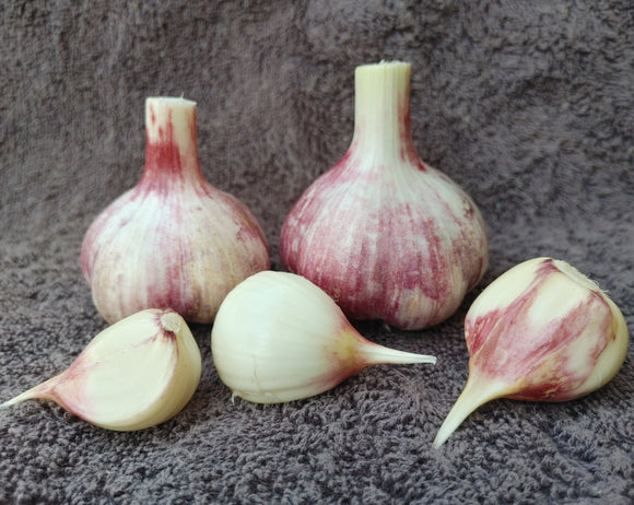 Duganskij, Organic Seed Garlic