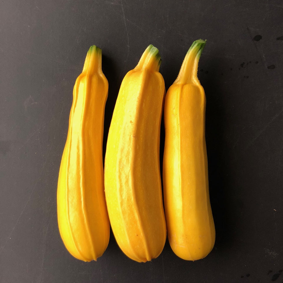 Goldini 2 Zucchini – Hawthorn Farm