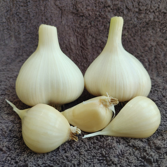 Music, Organic Seed Garlic