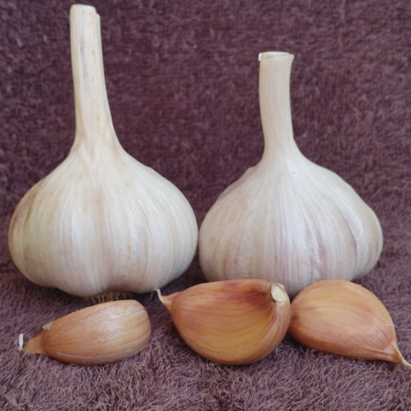 Spanish Roja, Organic Seed Garlic