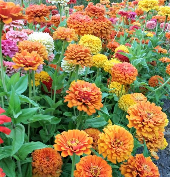 Zinnia - Jim Baggett's Choice Mix – Hawthorn Farm