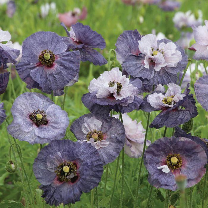 Poppy - Amazing Grey Shirley Poppy – Hawthorn Farm