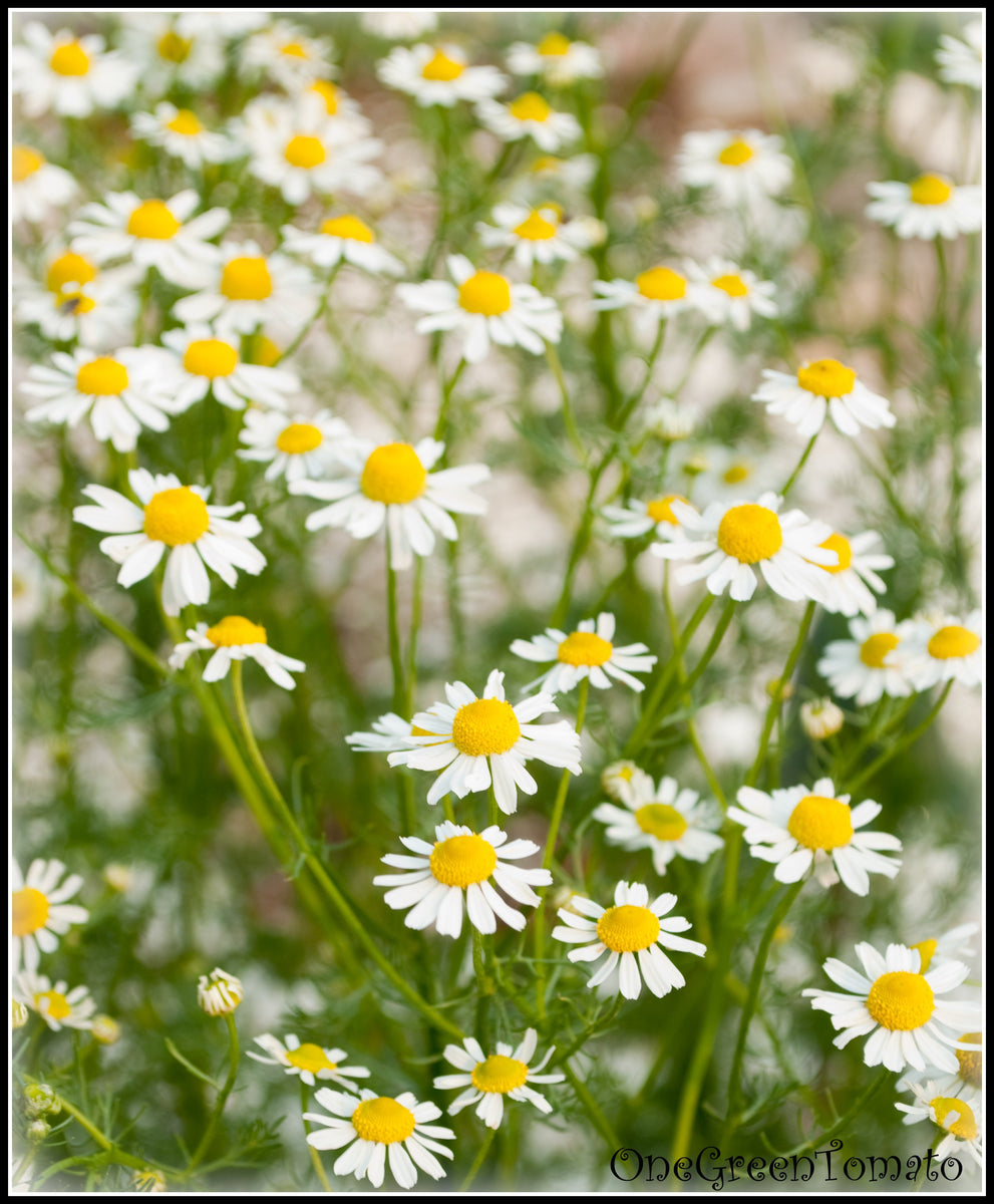 German Chamomile Hawthorn Farm