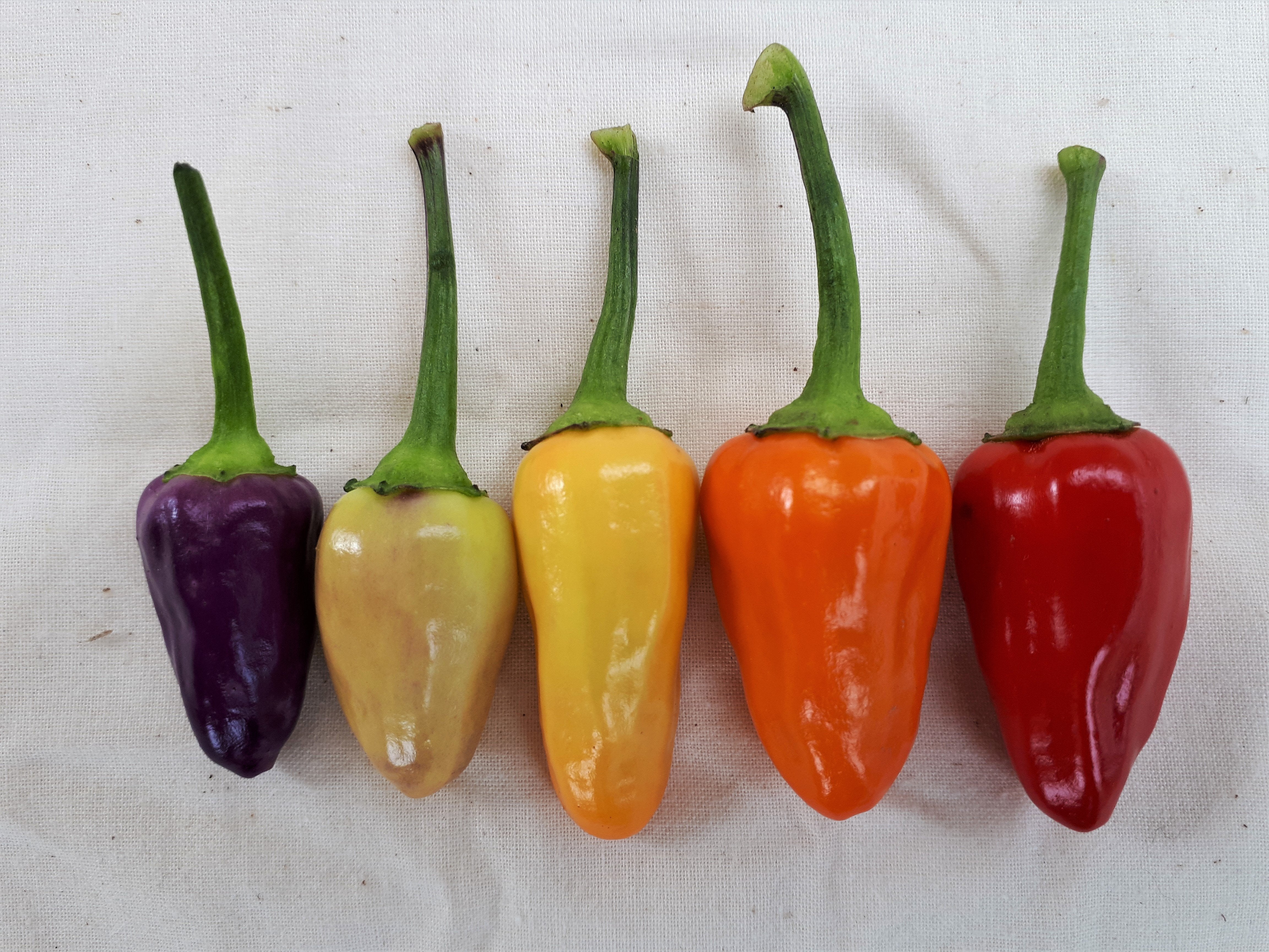 Chinese Five Colour – Hawthorn Farm