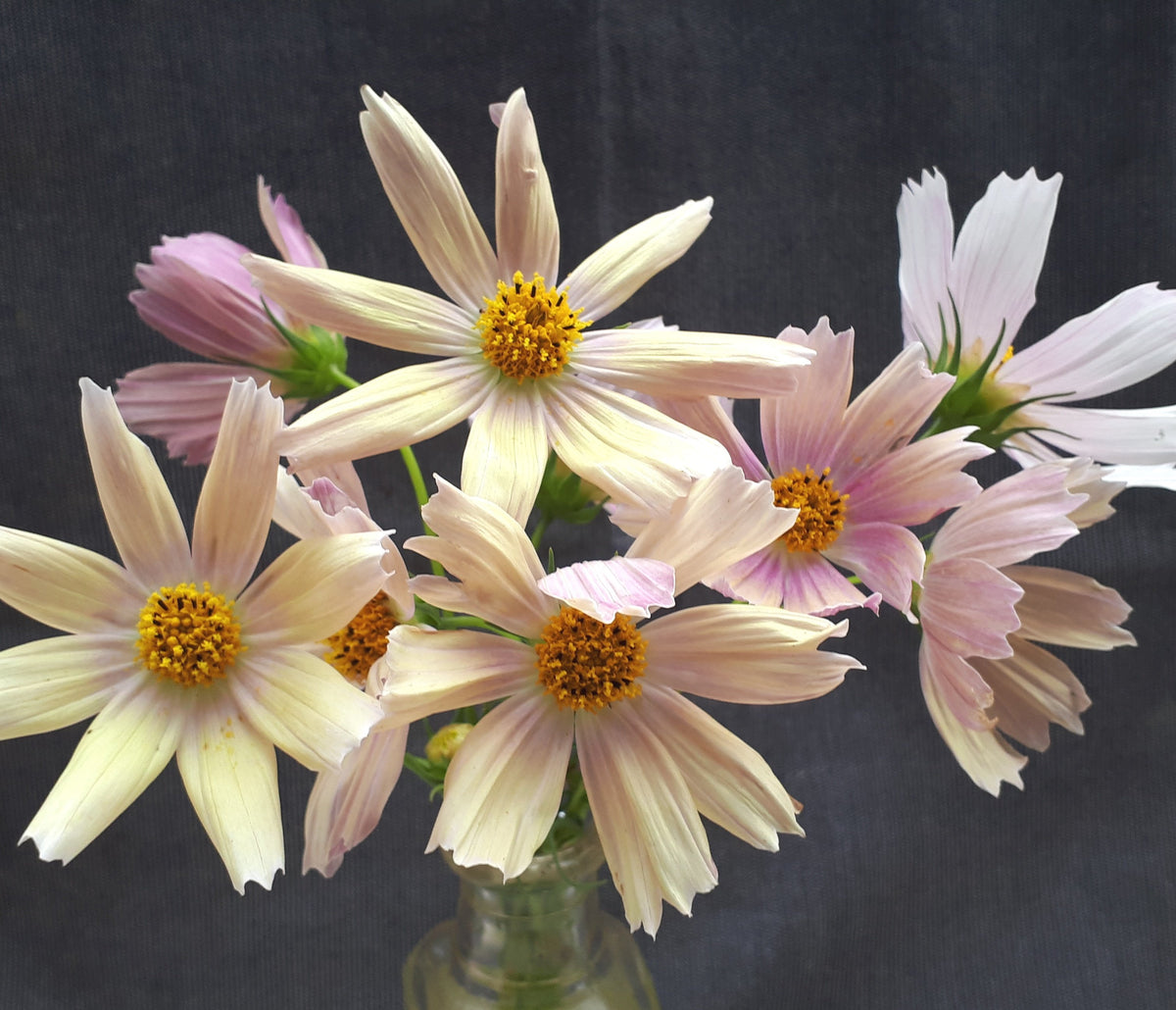 Cosmos Apricot Lemonade Hawthorn Farm
