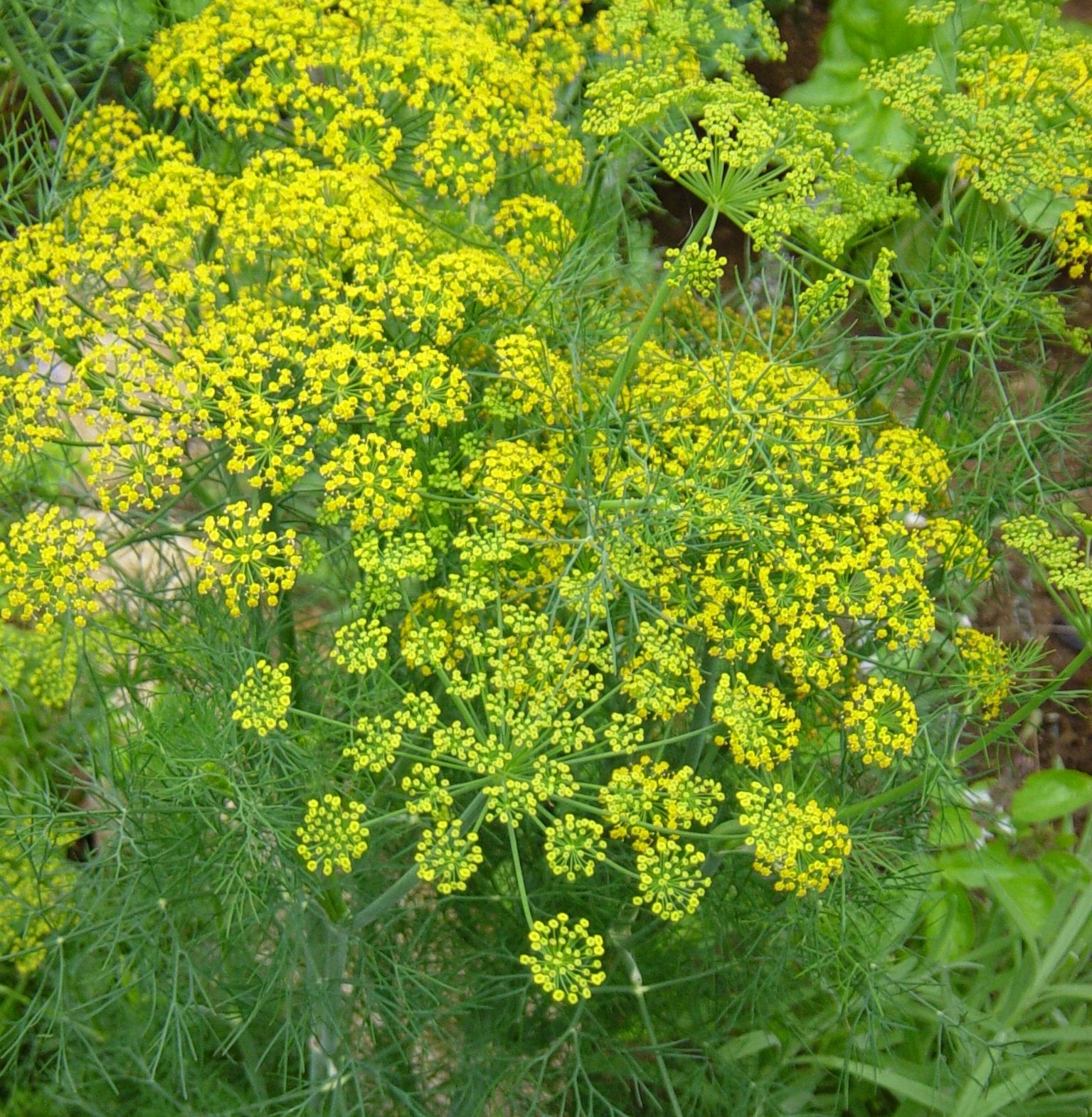 Dukat Dill – Hawthorn Farm