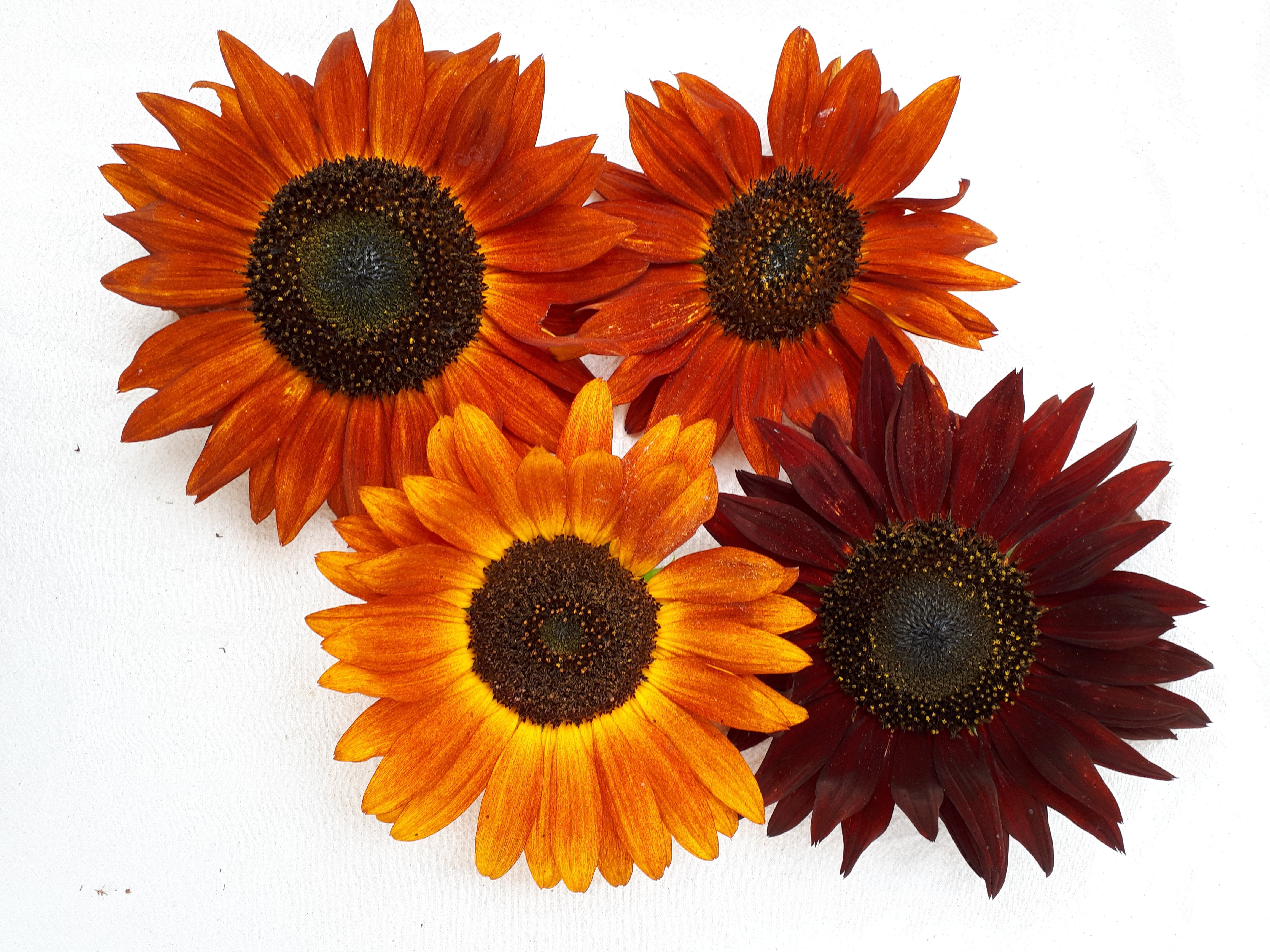 thumbnail image 2 of 50+ Earthwalker Sunflower Seeds - Heirloom, Colorful, Rare - Fresh USA Grown 2 of 6