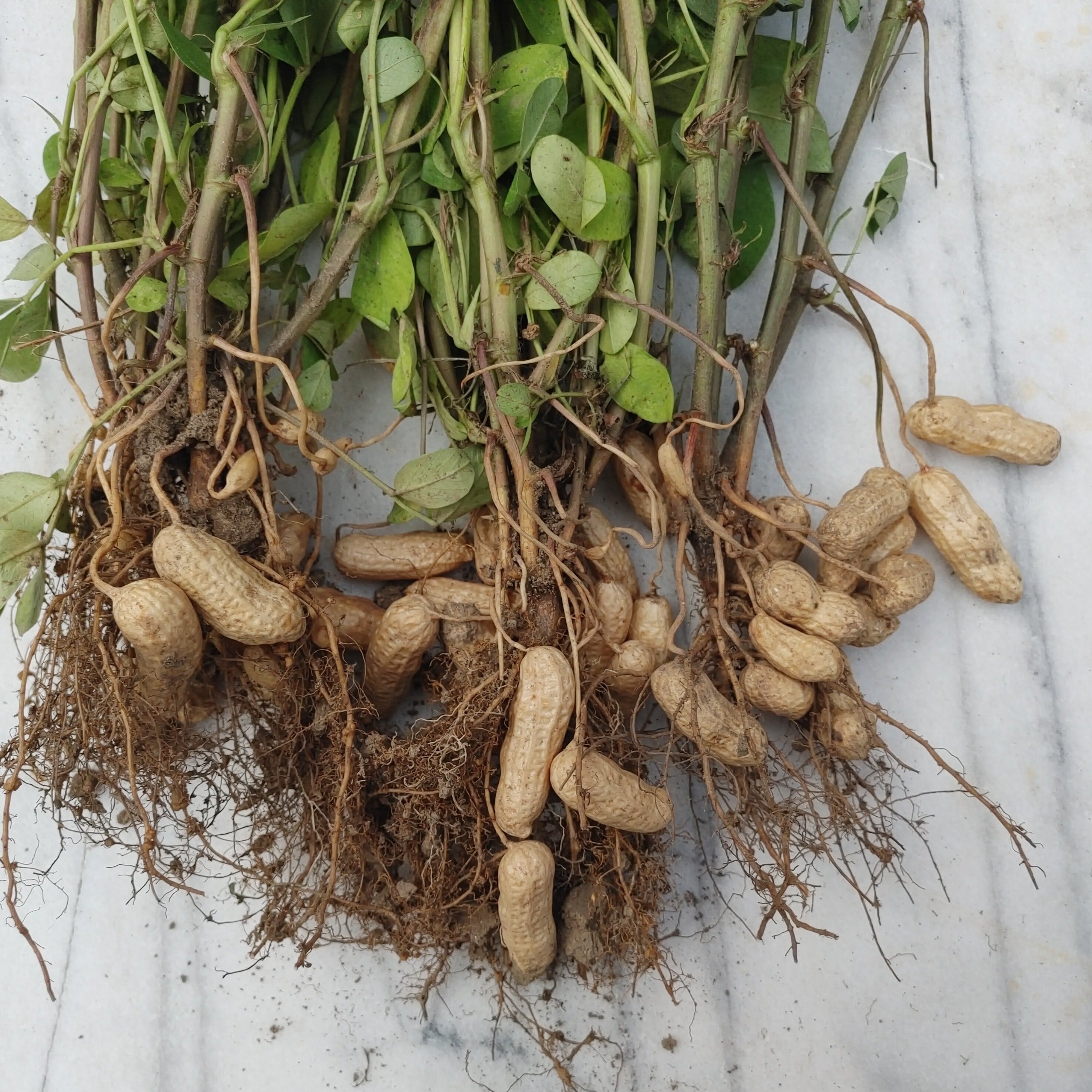 valencia peanut seeds for planting Valencia Peanut