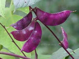 Hyacinth Bean - Ruby Moon