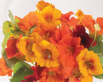 Nasturtium - Kaleidoscope Mix – Hawthorn Farm