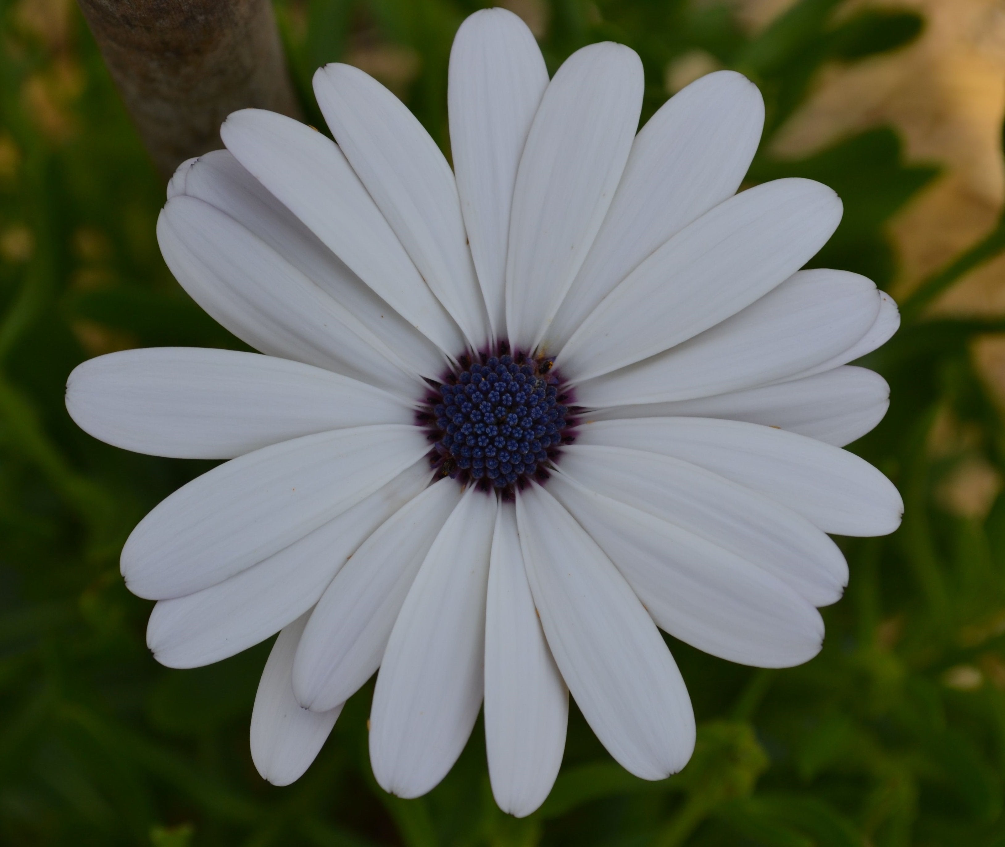 おすそ分けファイル♡ 春の新作スタンペリア・DAISY art♡A5サイズ♡ African Daisy – Hawthorn Farm