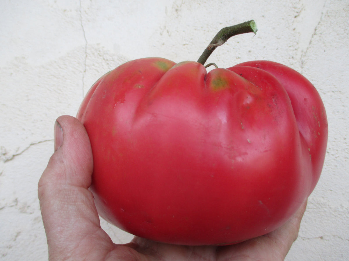 Organic Tomato Seeds - Brandywine Pink, Vegetable Seeds in Packets & Bulk