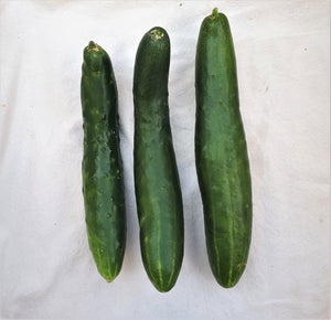 Shintokiwa Cucumber