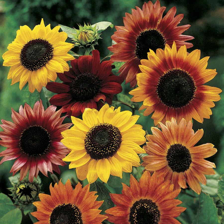 Sunflower Mix – Hawthorn Farm