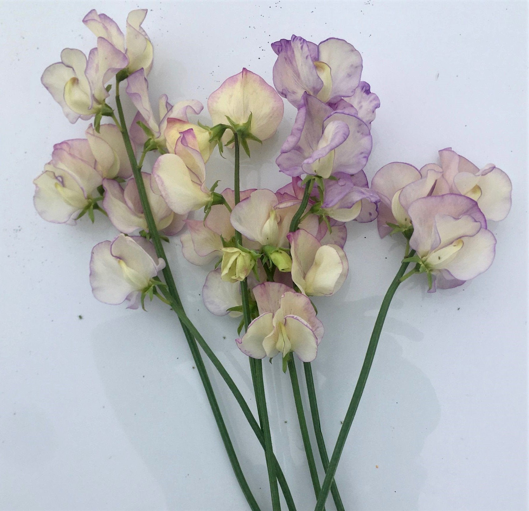 Sweet Pea - April in Paris – Hawthorn Farm