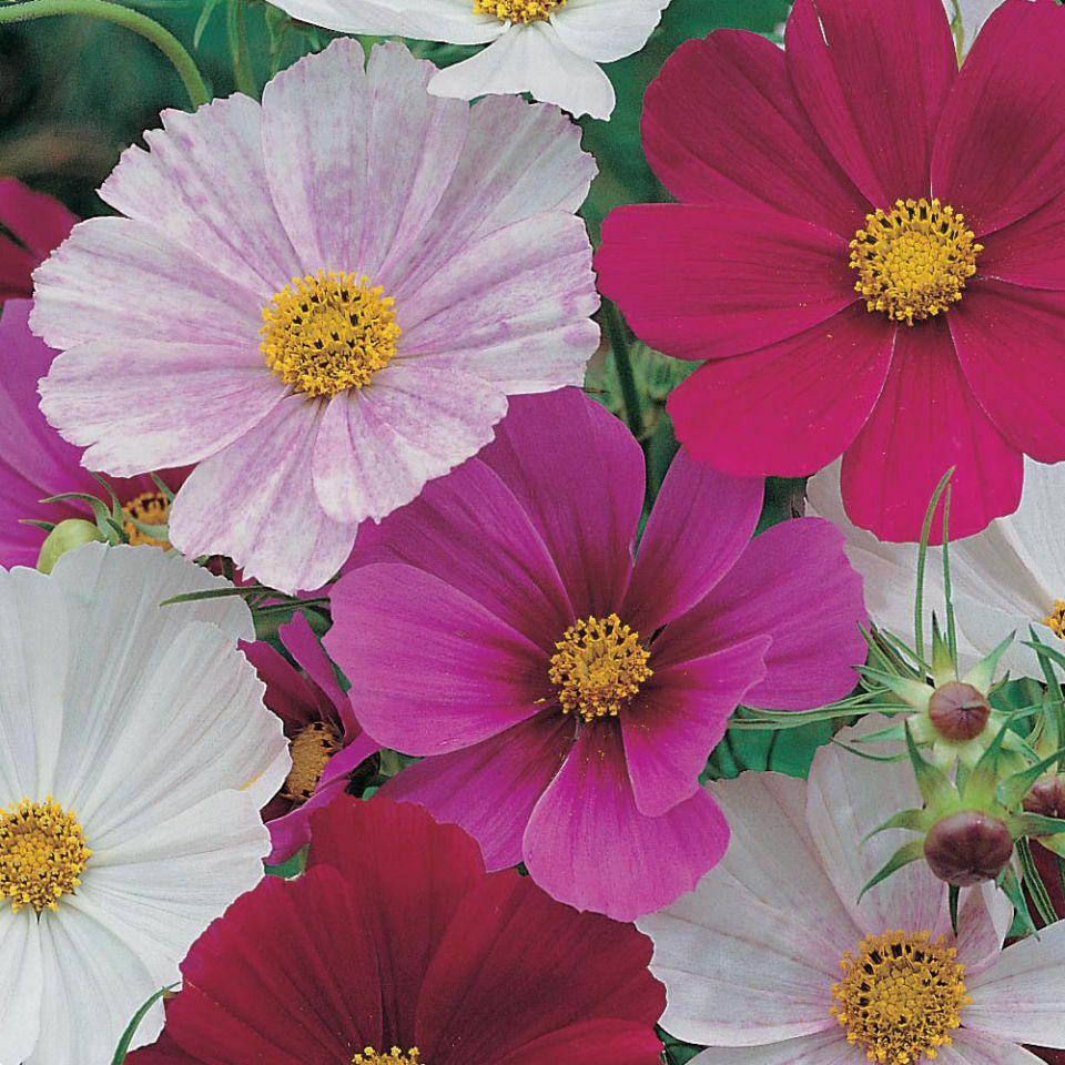 Cosmos - Versailles Mix – Hawthorn Farm
