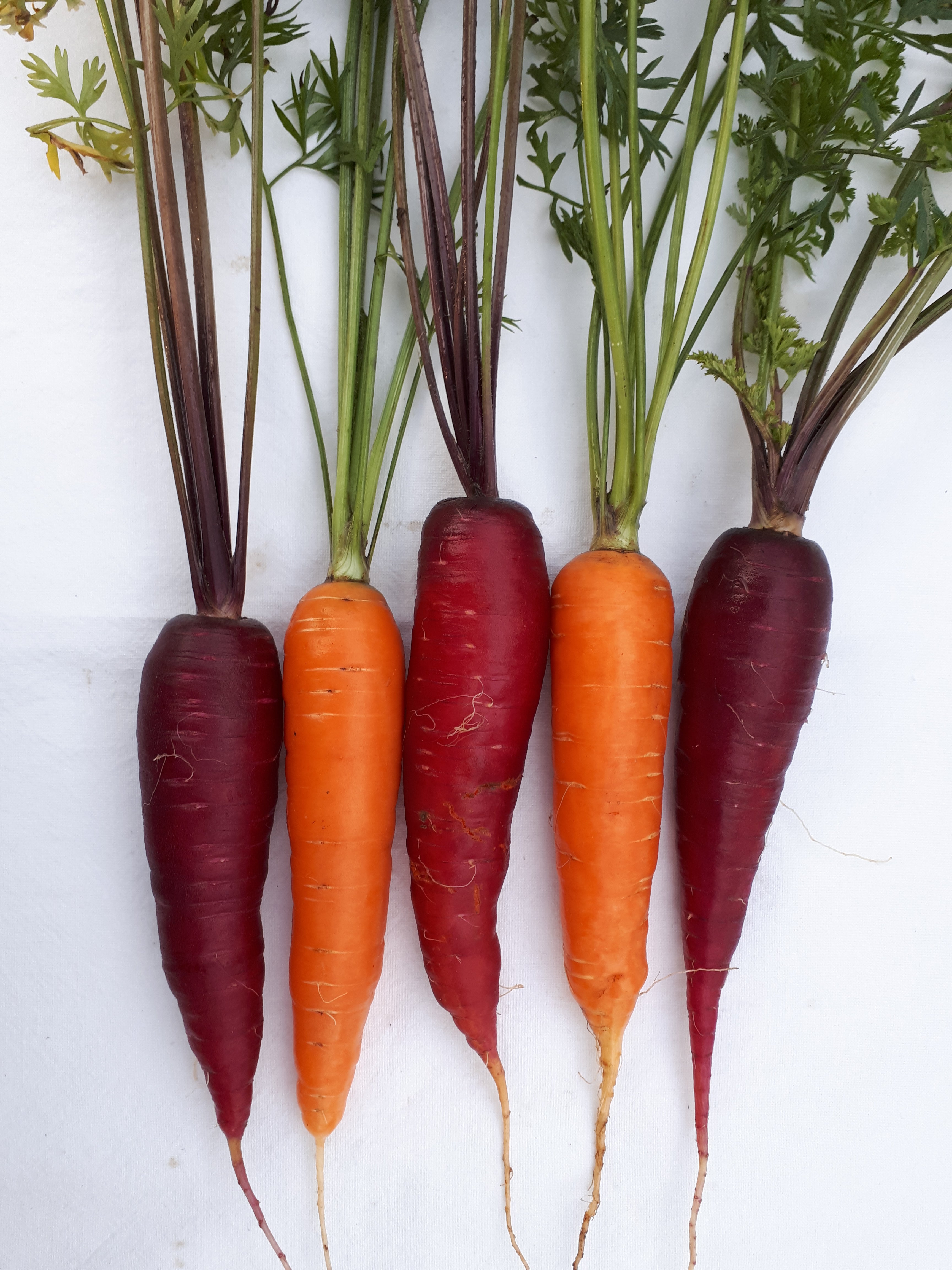 Carrots