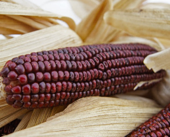 Corn – Hawthorn Farm