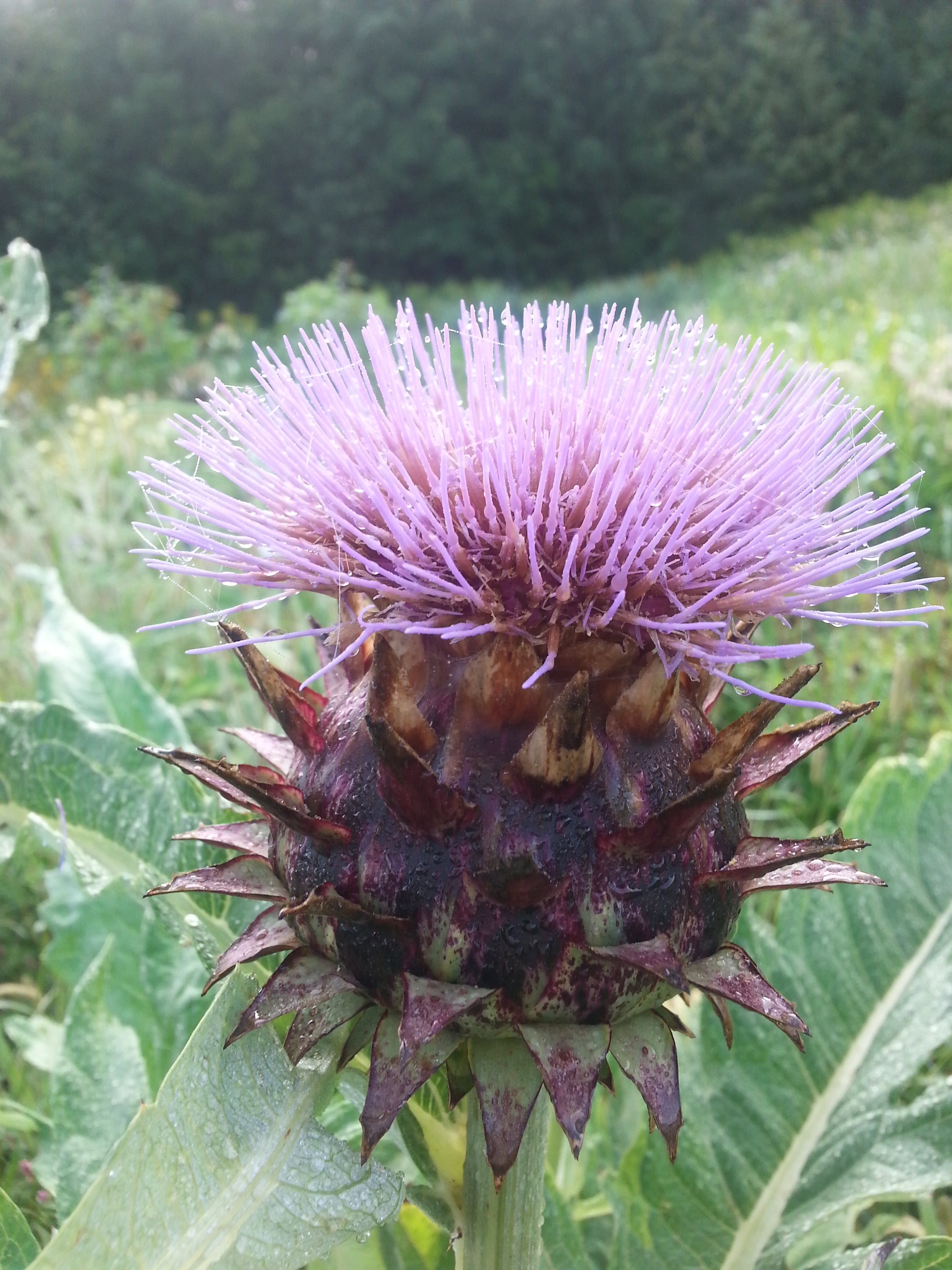 Cardoon