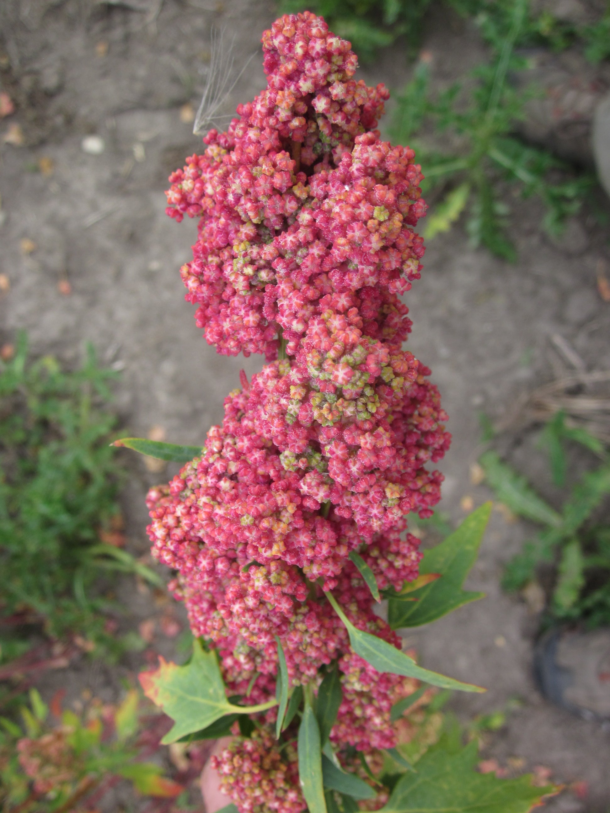 Quinoa