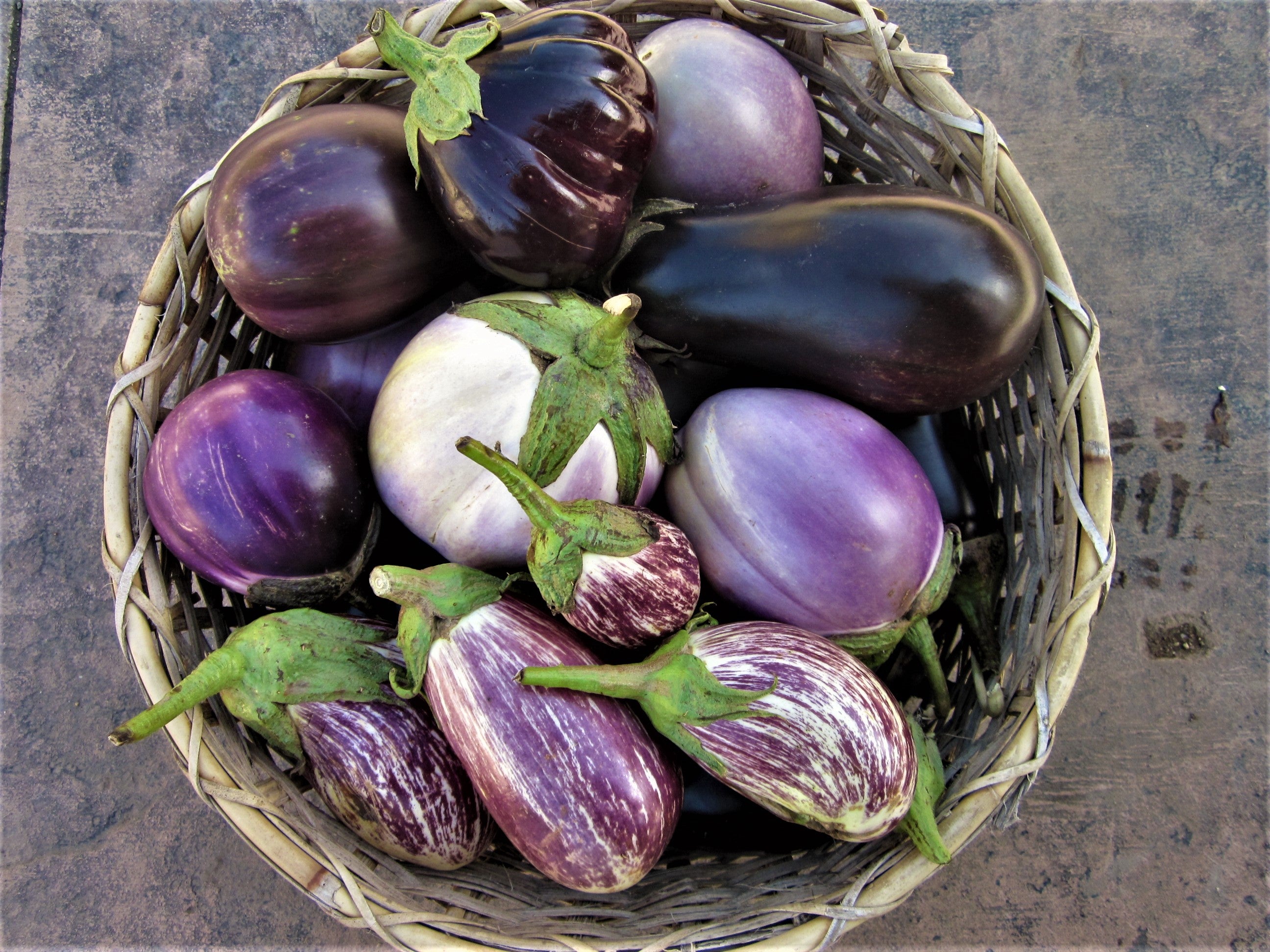 Eggplant