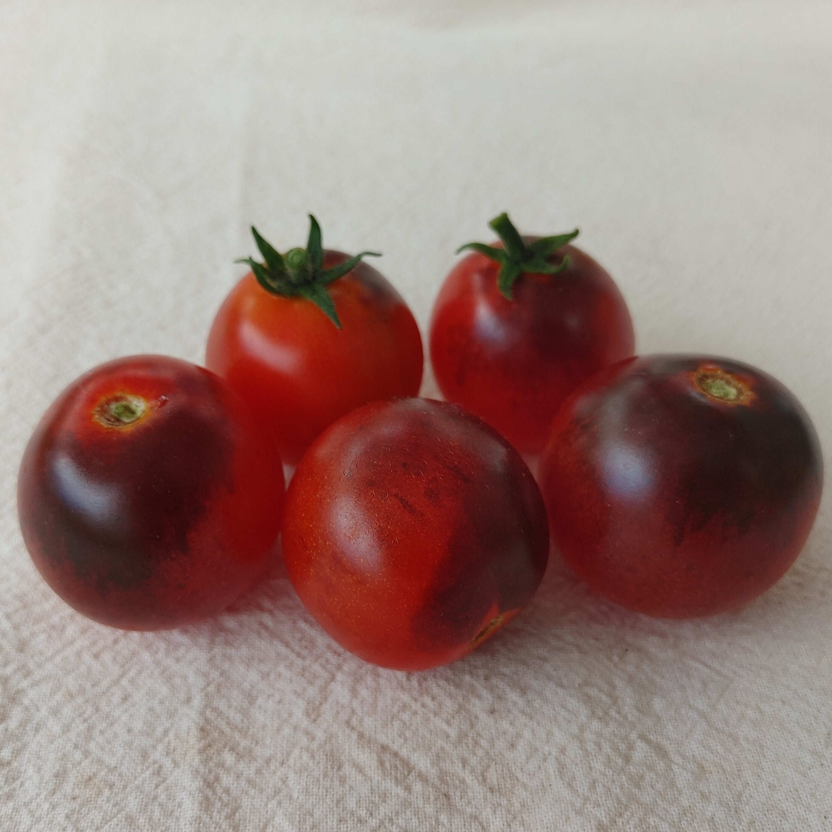 Dwarf Tomatoes