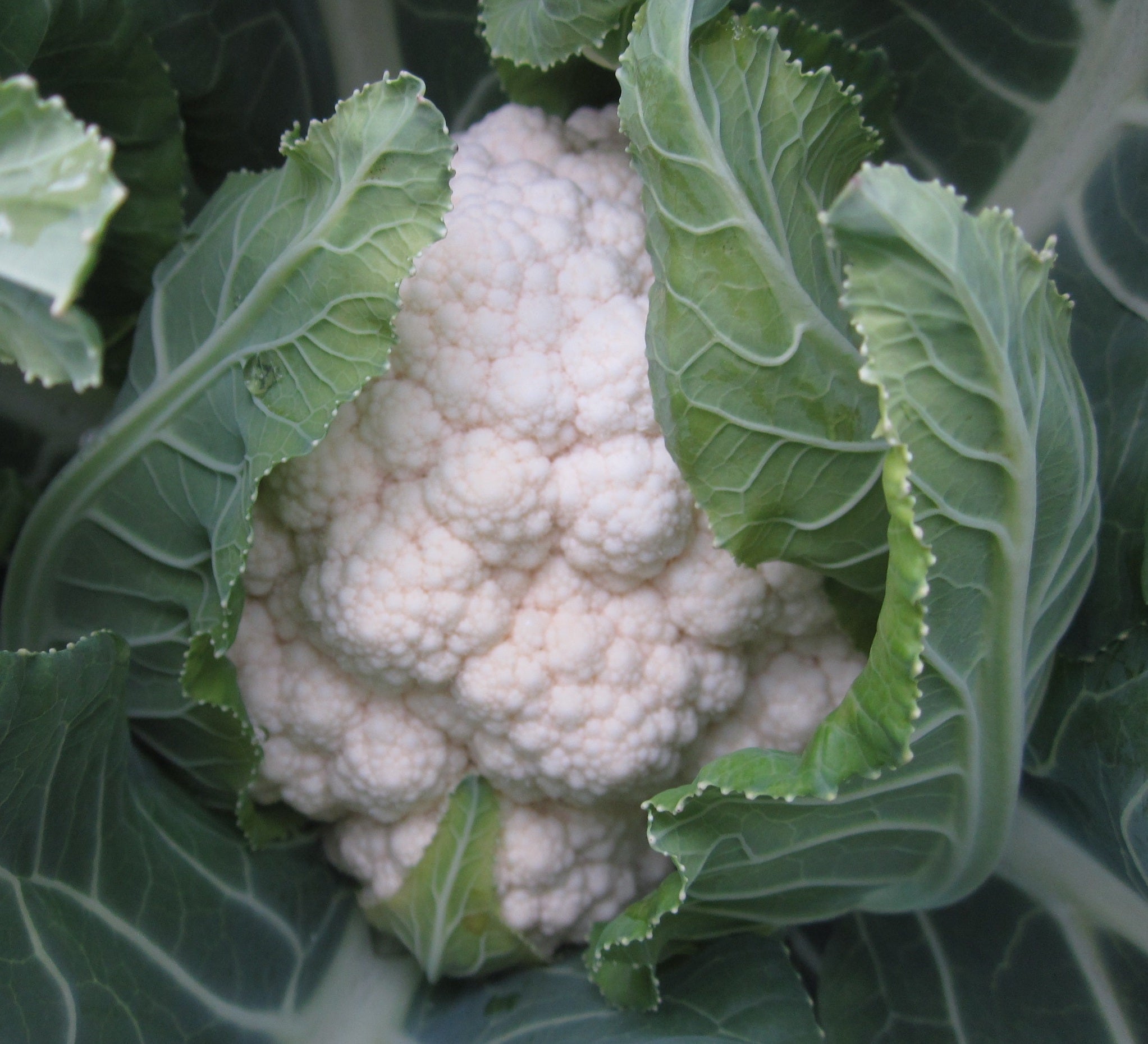 Cauliflower