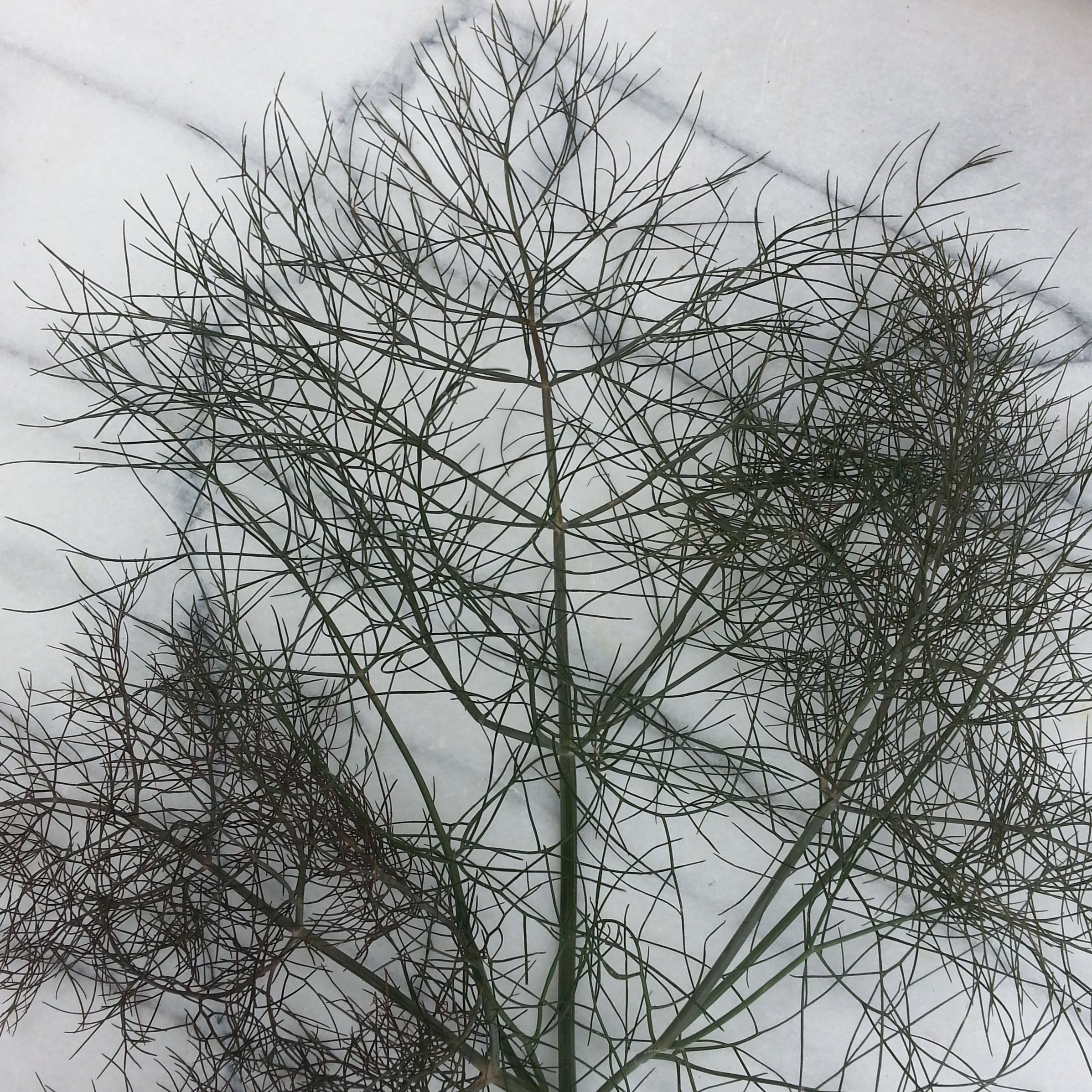 Bronze Leaf Fennel