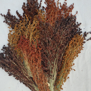 Coloured Uprights Broom Corn