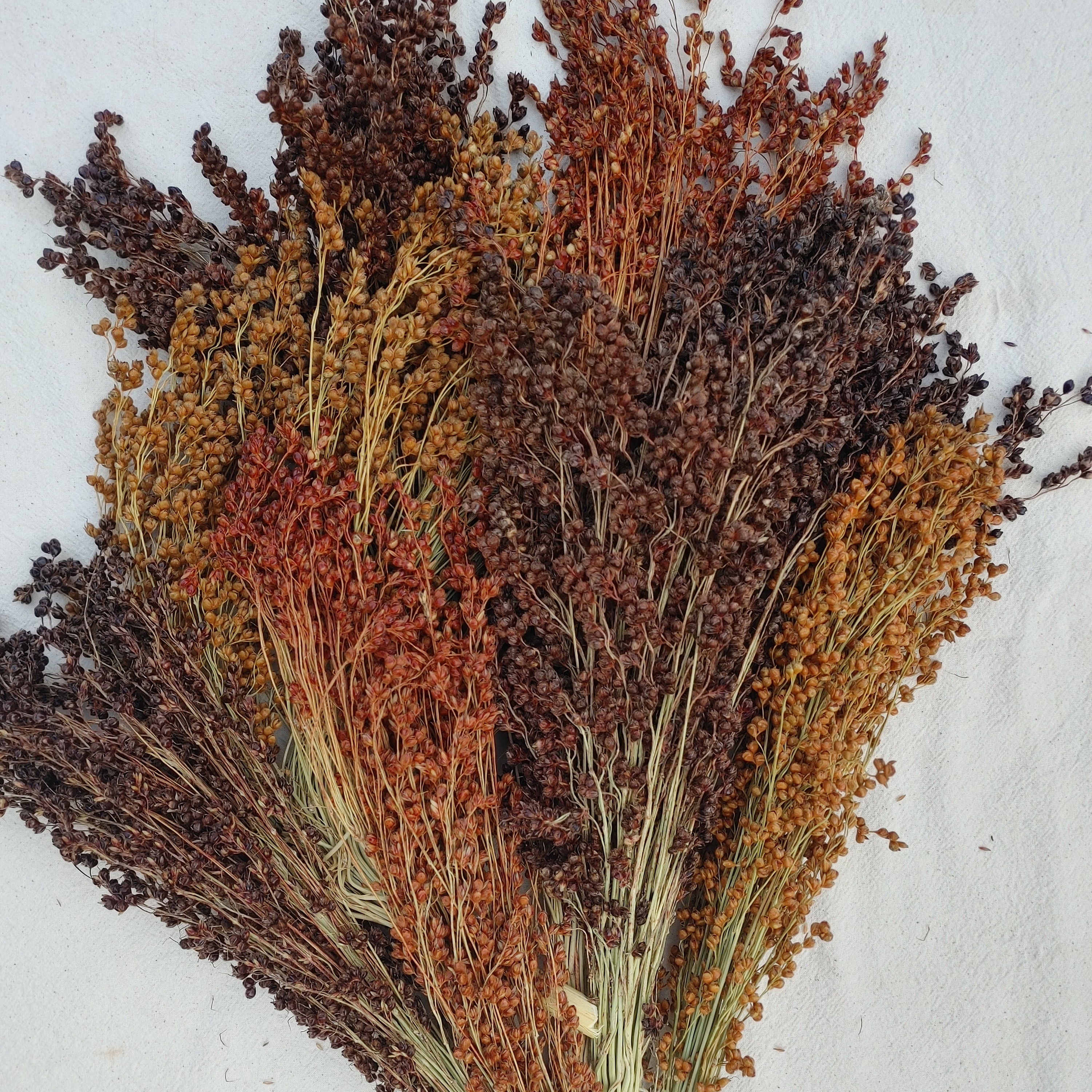 Coloured Uprights Broom Corn