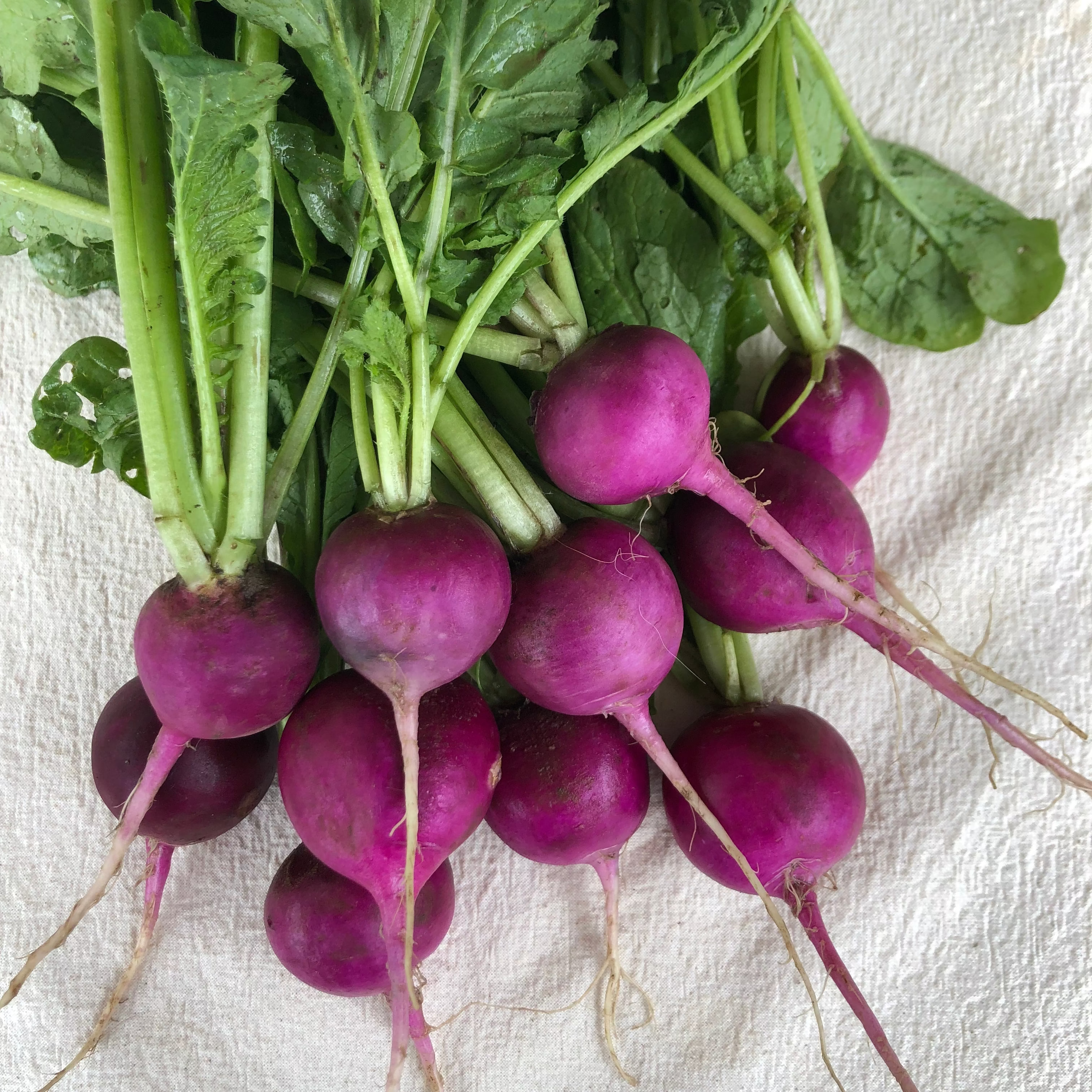 Purple Plum