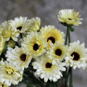 Calendula - Ivory Princess