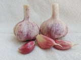 German Red, Organic Seed Garlic