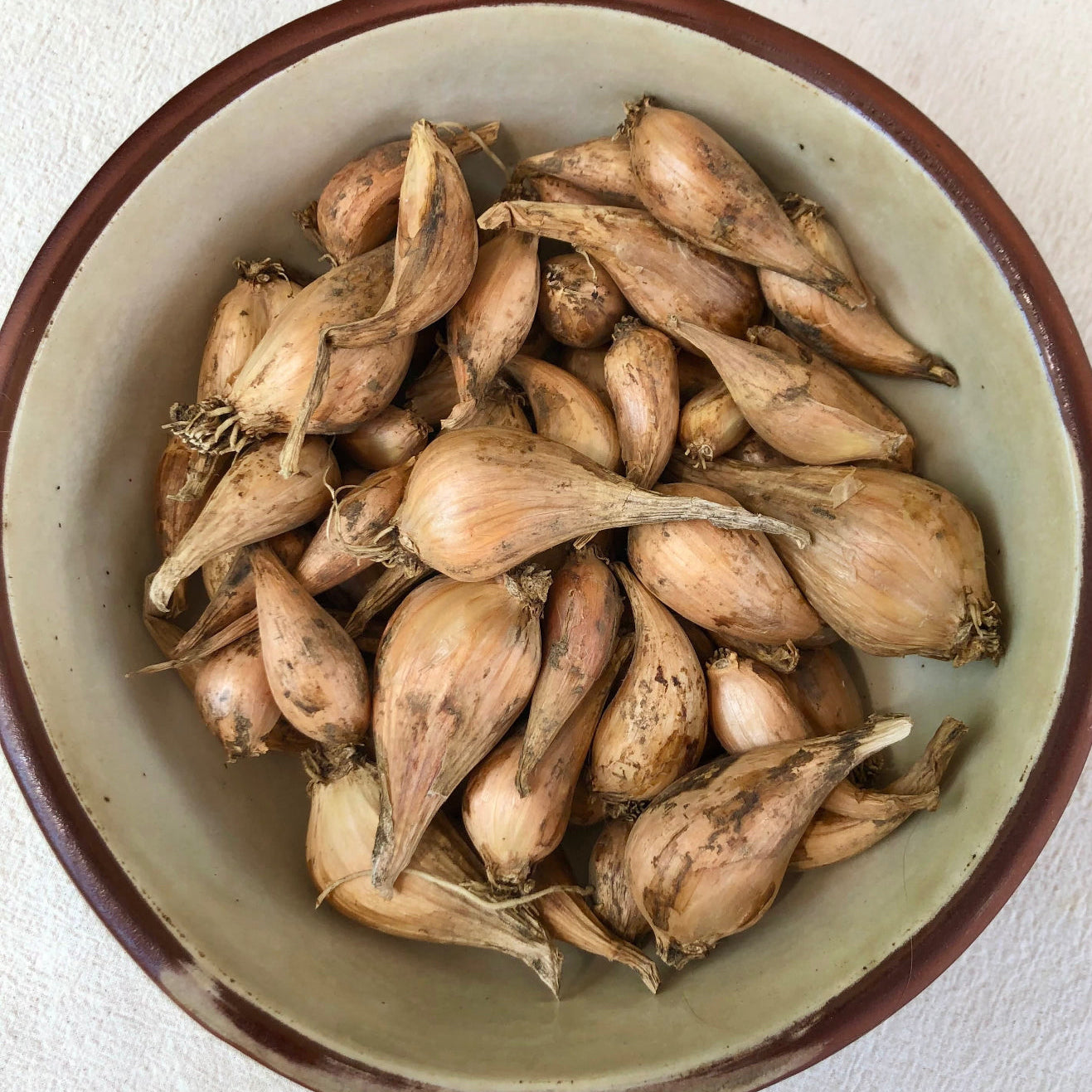French Grey Shallot