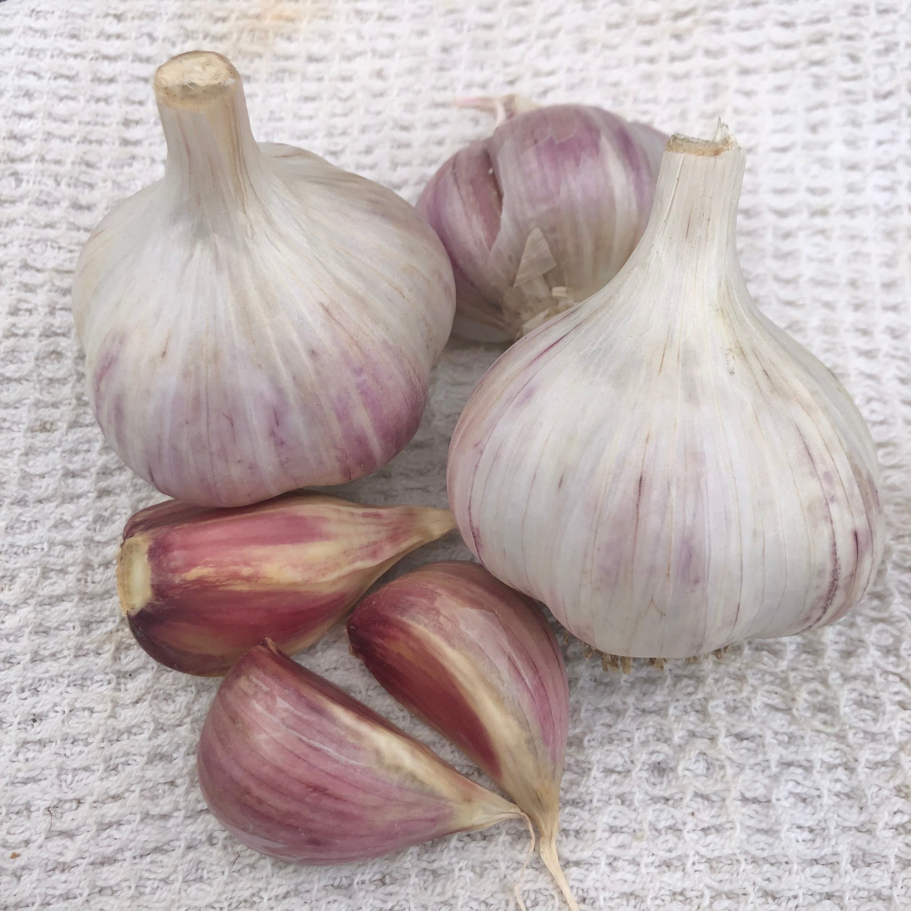 Northumberland, Organic Seed Garlic