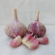 Korean Purple, Organic Seed Garlic