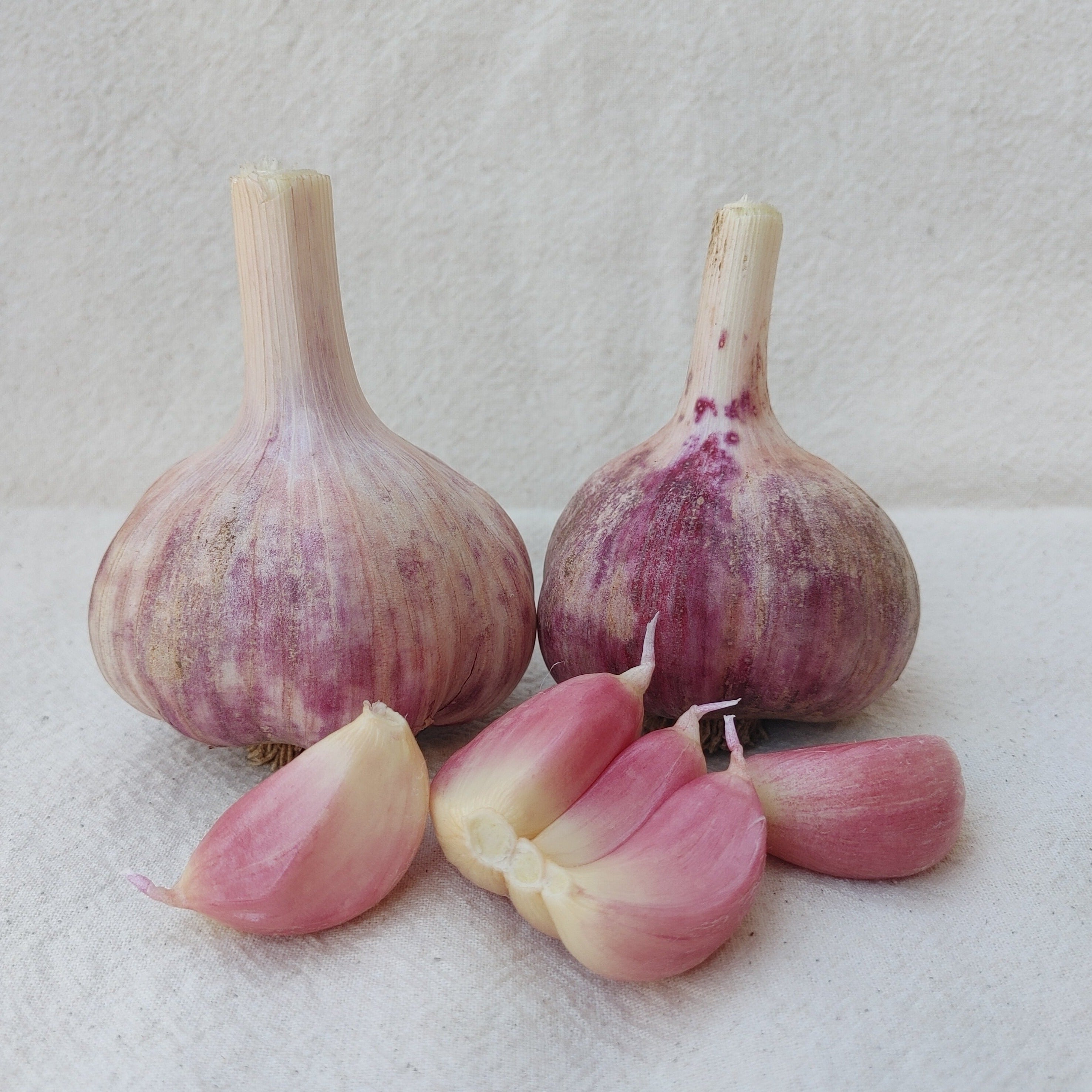 Korean Purple, Organic Seed Garlic