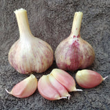 Korean Purple, Organic Seed Garlic