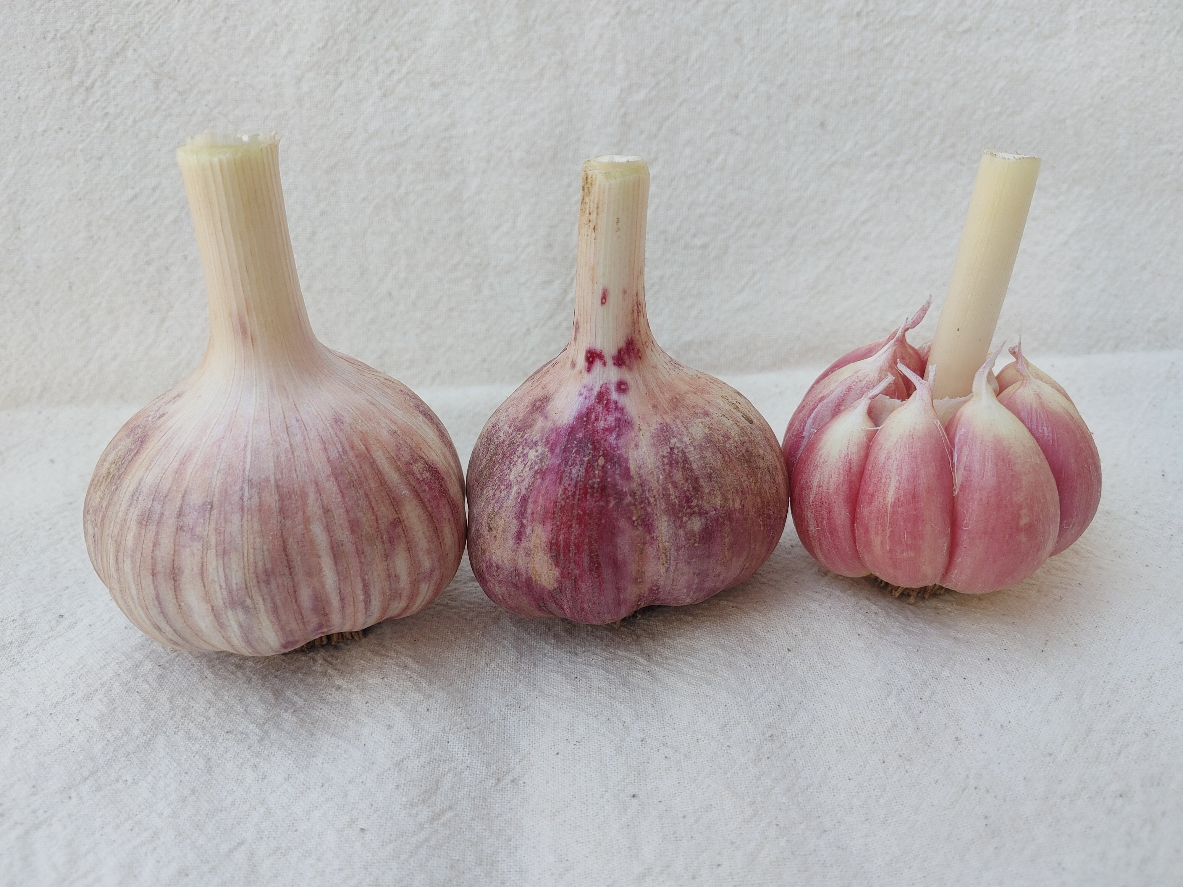 Korean Purple, Organic Seed Garlic