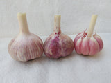 Korean Purple, Organic Seed Garlic