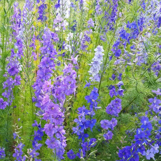 Larkspur - Shades of Blue
