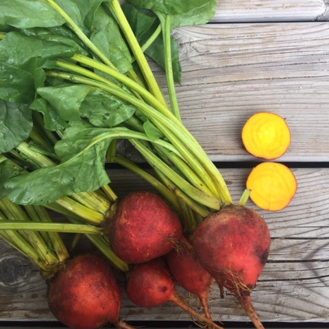 Touchstone Gold Beet