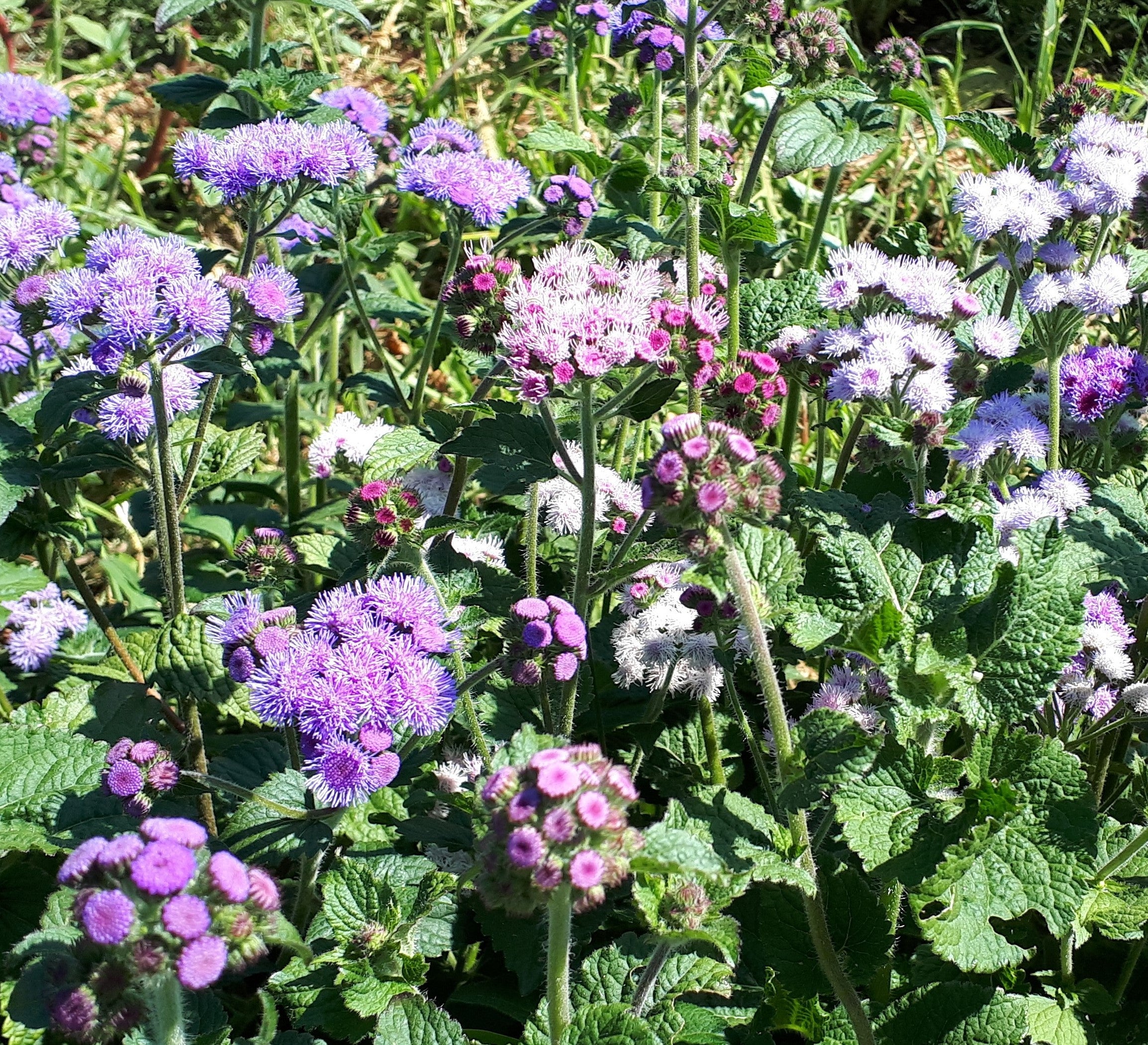 Ageratum - Timeless Mix
