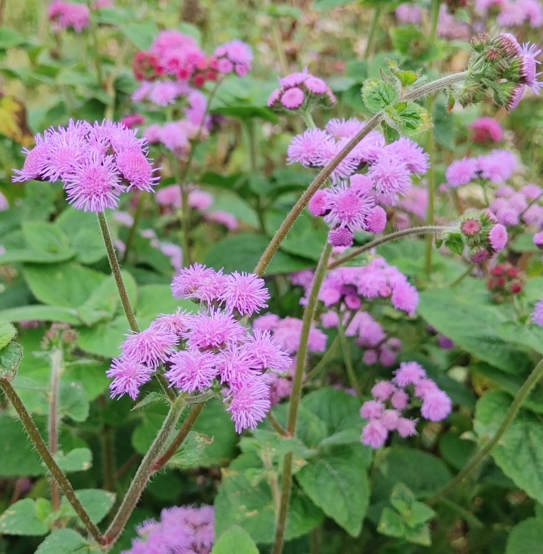 Ageratum - Timeless Mix