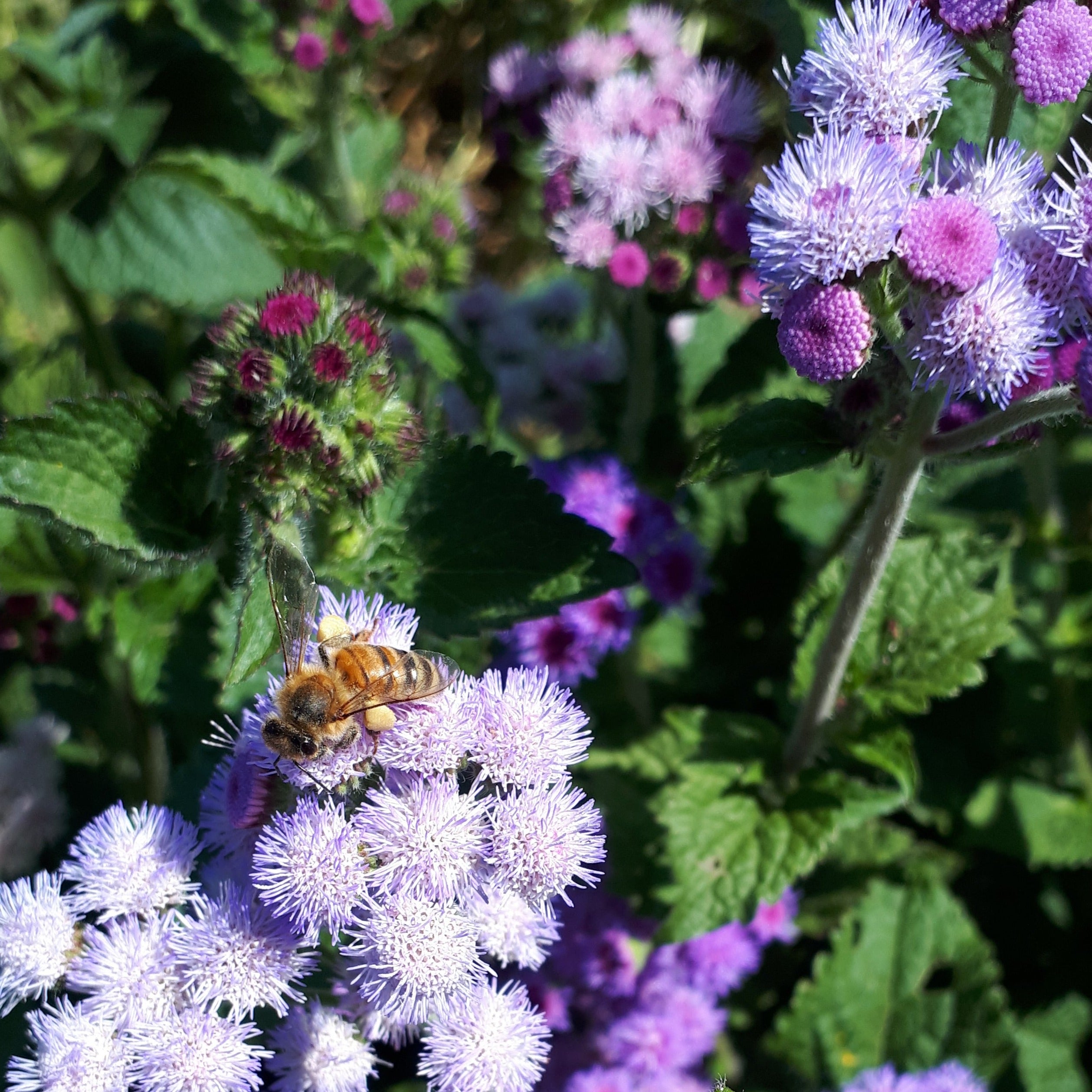 Ageratum - Timeless Mix