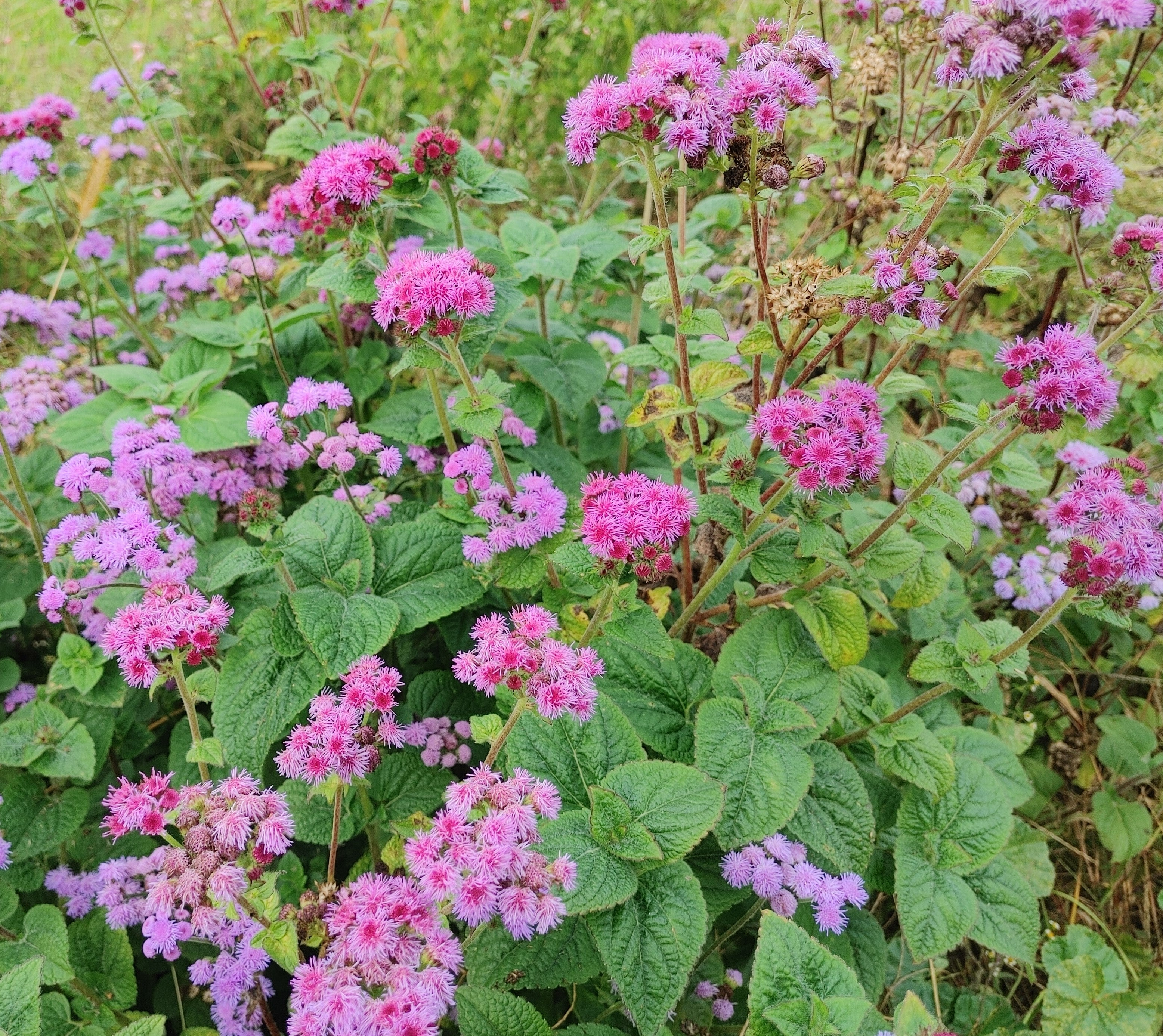 Ageratum - Timeless Mix