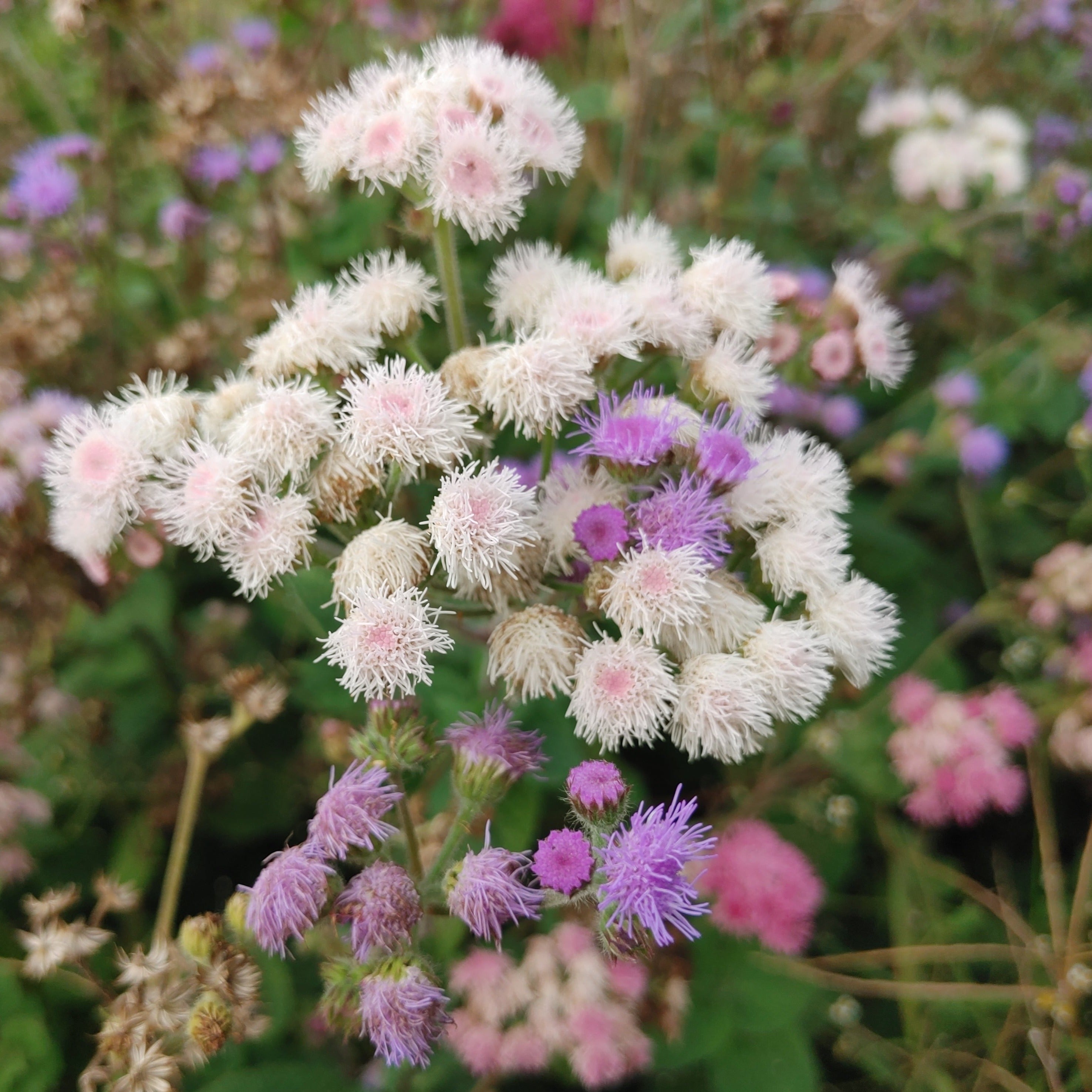 Ageratum - Timeless Mix